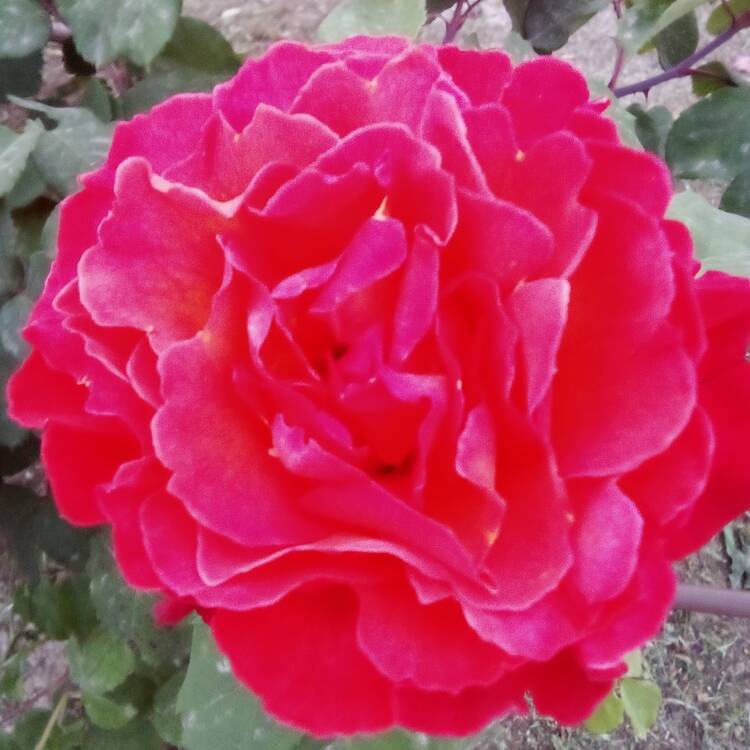 Foto de perfil de ROSA